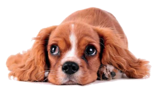 a cute king charles puppy